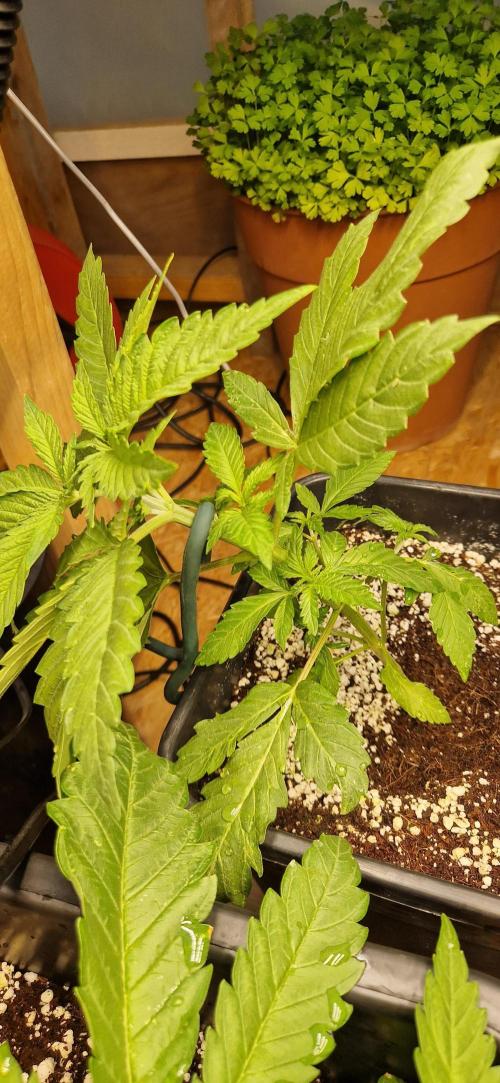 Greenhouse grow with HPS and LED. Week 4 - Permanent jealousy XL Auto
