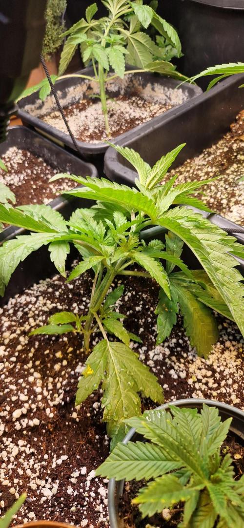 Greenhouse grow with HPS and LED. Week 4 - Orange sherbert 
