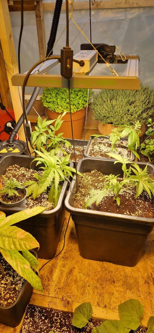 Greenhouse grow with HPS and LED. Week 4 - I trained them at day 25. Tying down the main stem 
