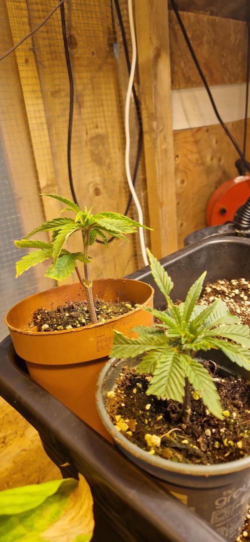 Greenhouse grow with HPS and LED. Week 4 - Slurrup clones 