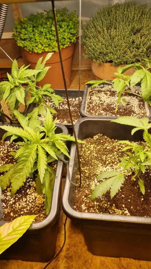 Greenhouse grow with HPS and LED