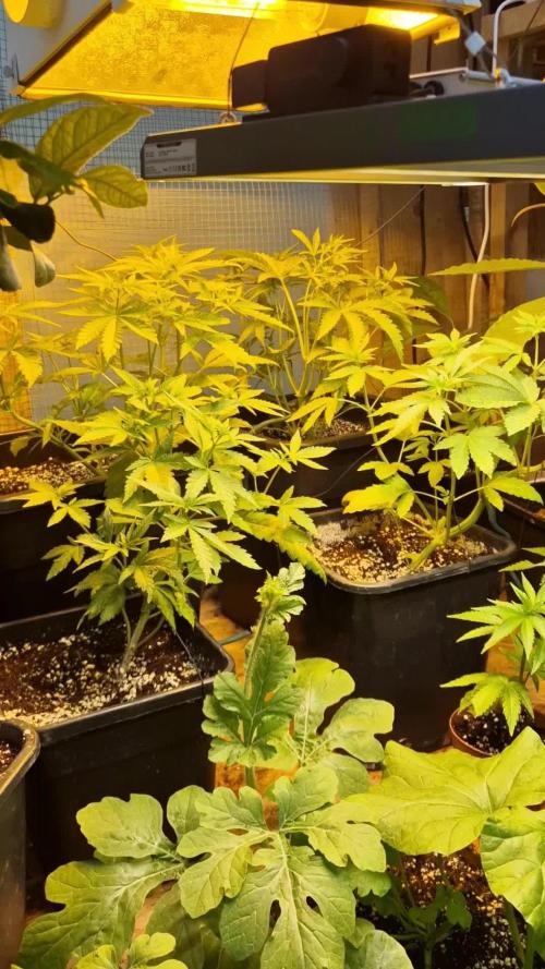 Greenhouse grow with HPS and LED