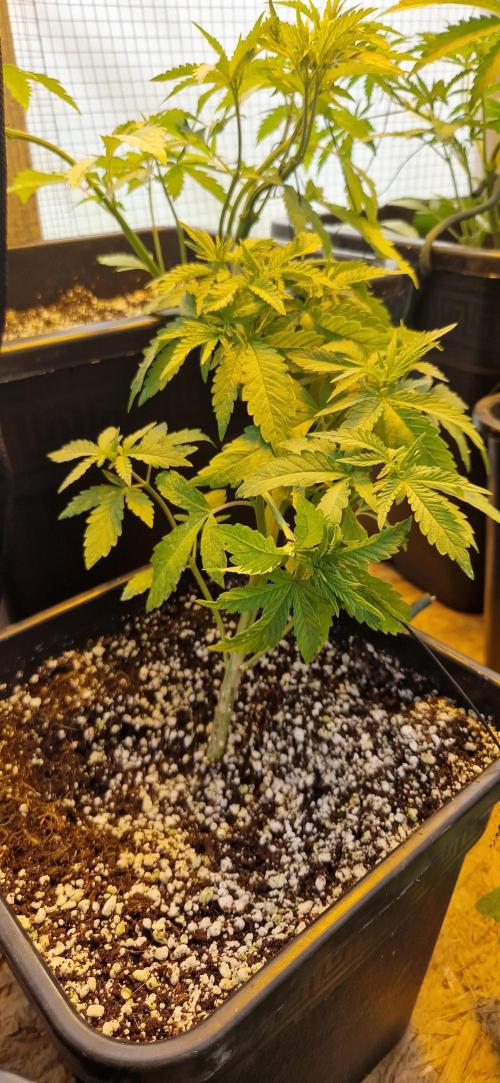 Greenhouse grow with HPS and LED. Week 5