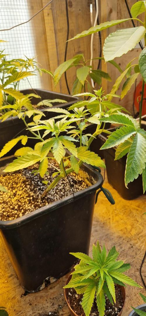Greenhouse grow with HPS and LED. Week 5