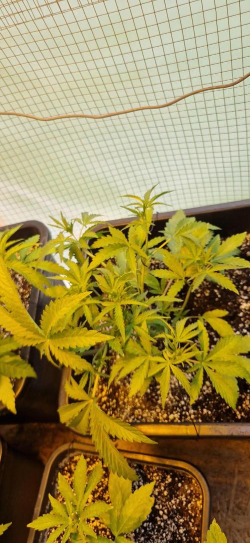 Greenhouse grow with HPS and LED. Week 5