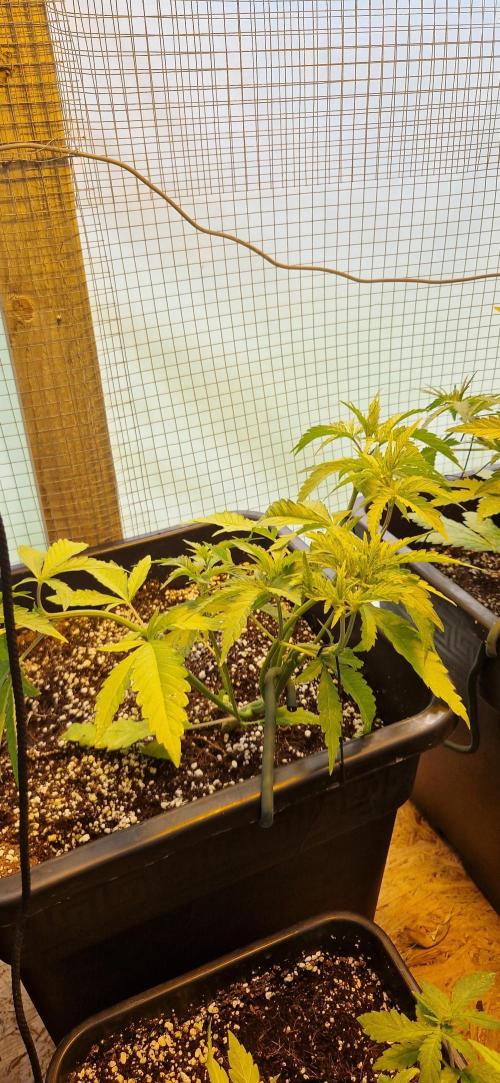Greenhouse grow with HPS and LED. Week 5