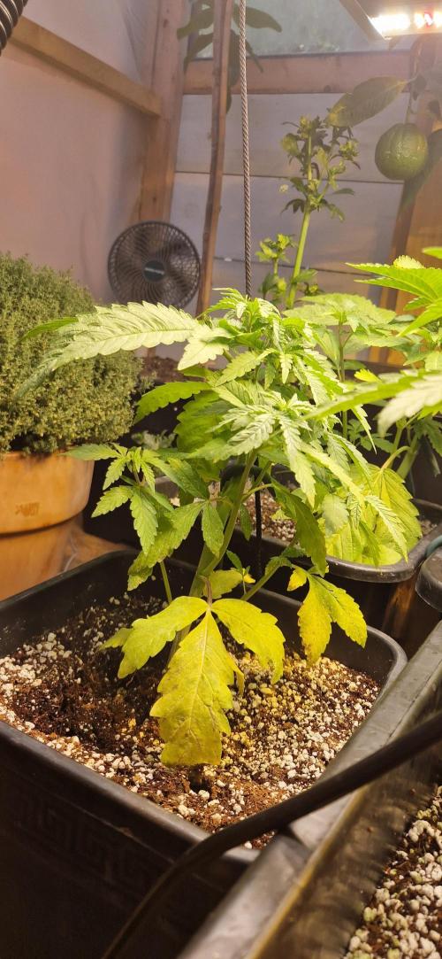 Greenhouse grow with HPS and LED. Week 5