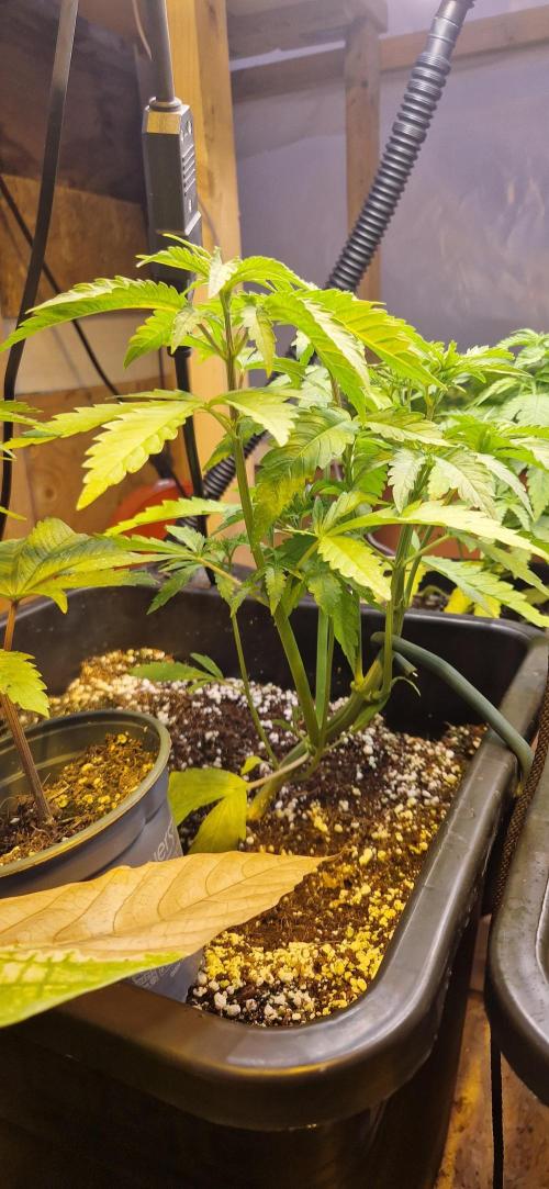 Greenhouse grow with HPS and LED. Week 5