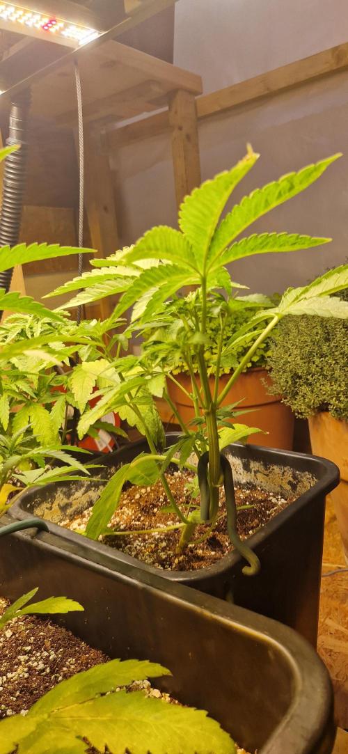 Greenhouse grow with HPS and LED. Week 5