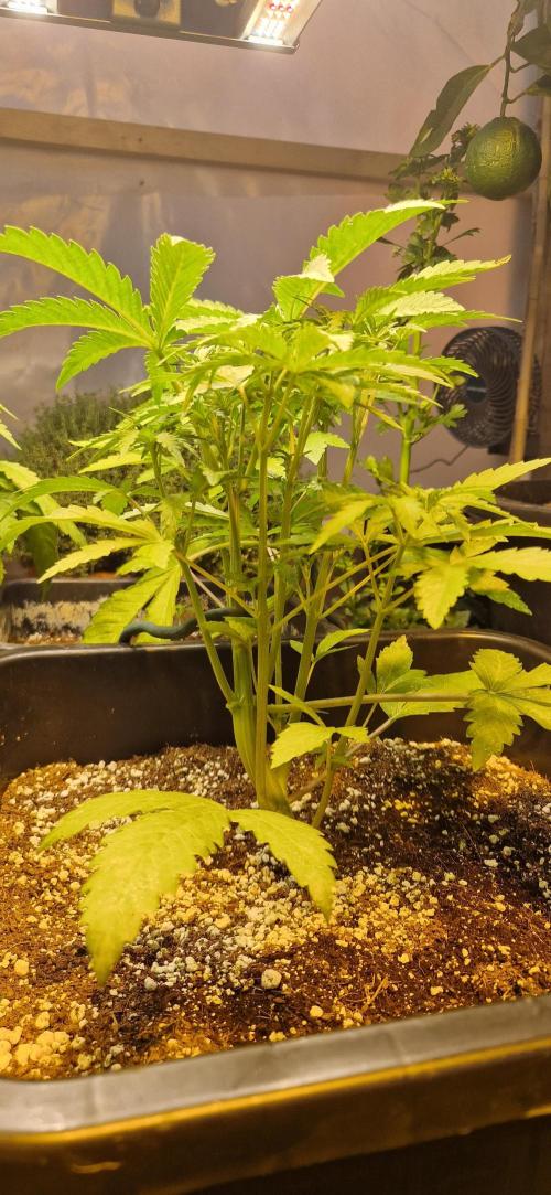 Greenhouse grow with HPS and LED. Week 5