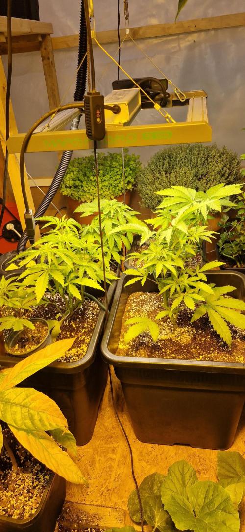 Greenhouse grow with HPS and LED. Week 5