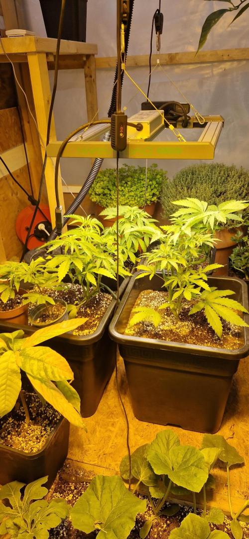 Greenhouse grow with HPS and LED. Week 5