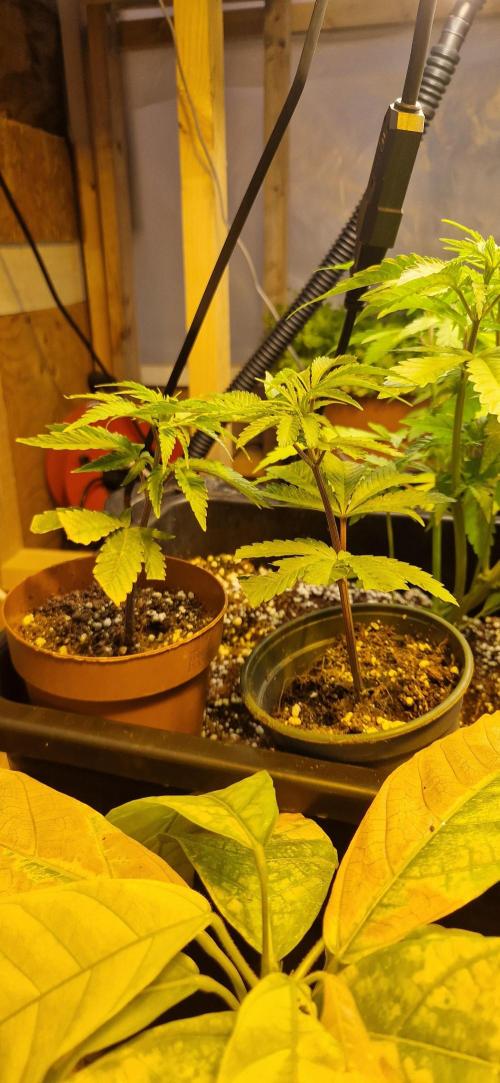 Greenhouse grow with HPS and LED. Week 5