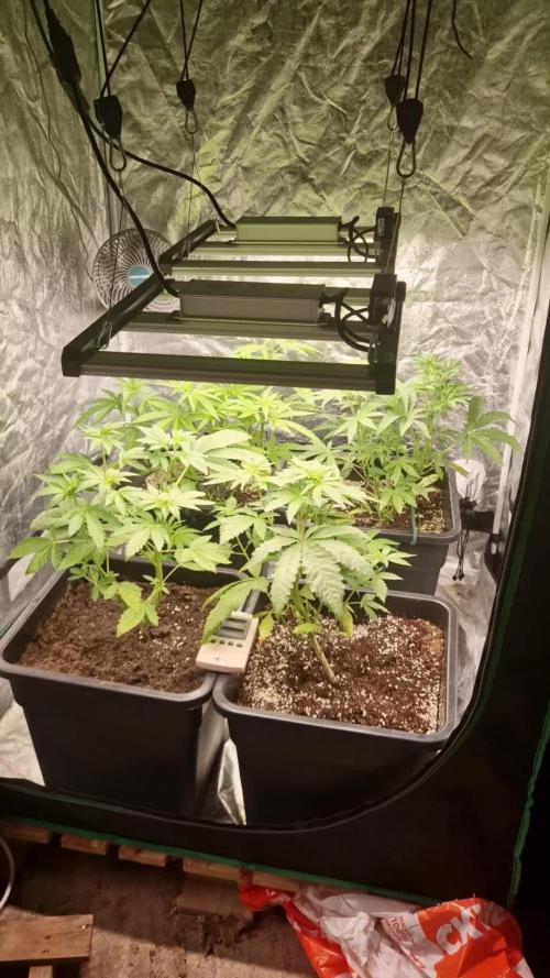 Greenhouse grow with HPS and LED