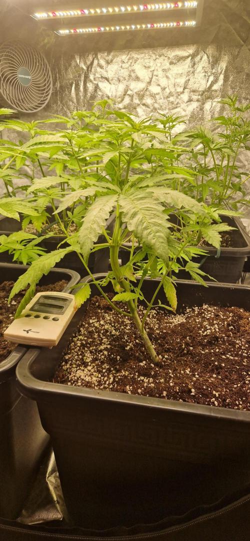 Greenhouse grow with HPS and LED. Week 6