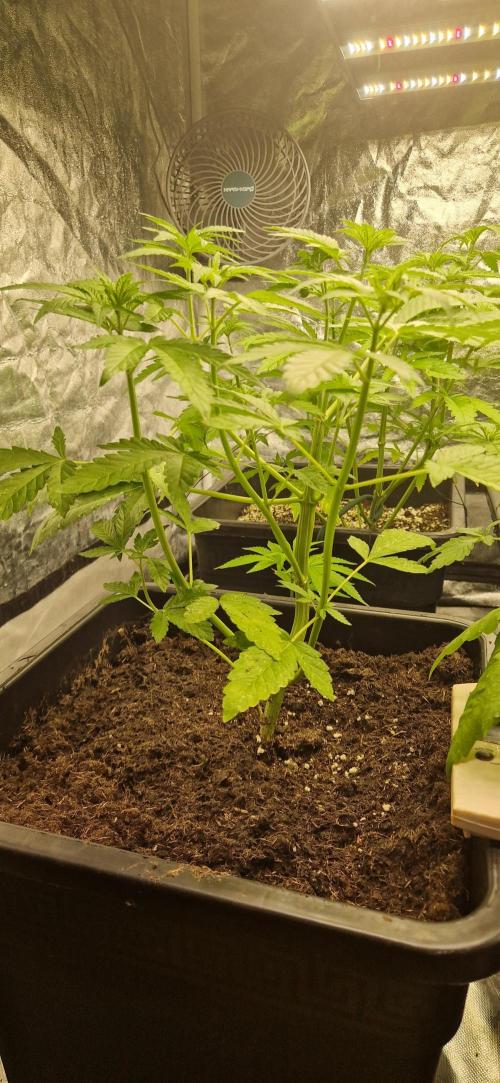 Greenhouse grow with HPS and LED. Week 6