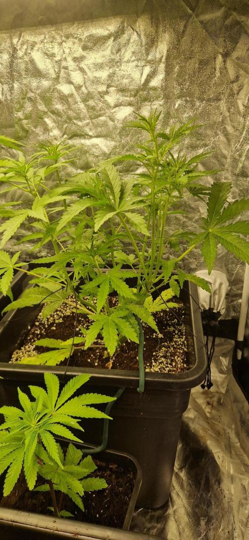 Greenhouse grow with HPS and LED. Week 6