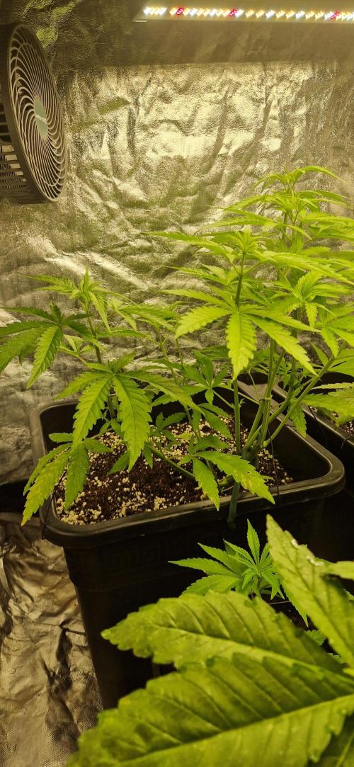 Greenhouse grow with HPS and LED. Week 6