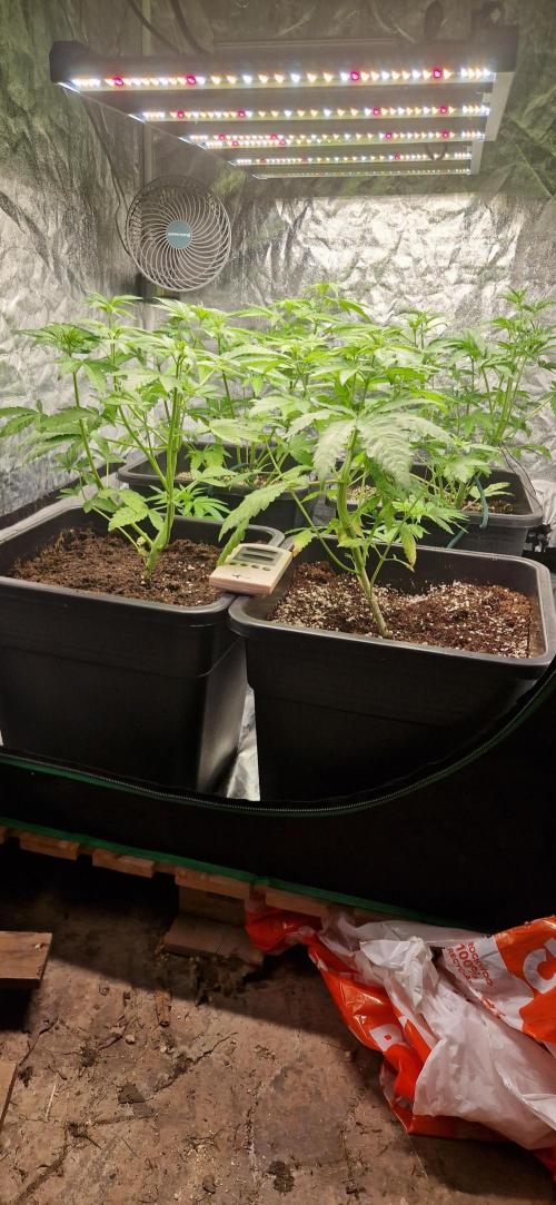 Greenhouse grow with HPS and LED. Week 6
