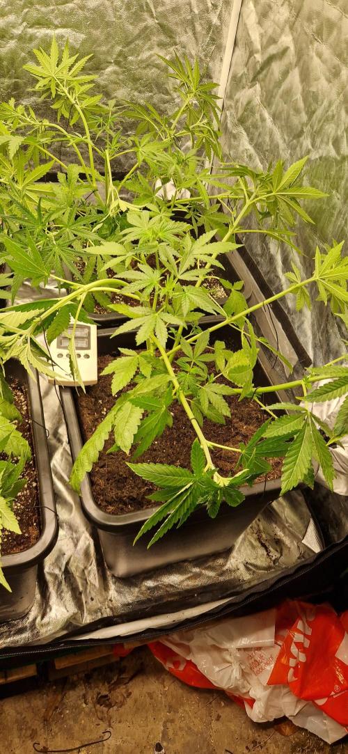 Greenhouse grow with HPS and LED. Week 6 - Lemon tree
