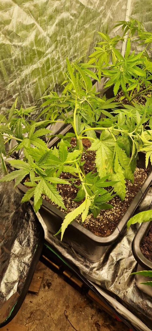 Greenhouse grow with HPS and LED. Week 6 - Orange sherbert 