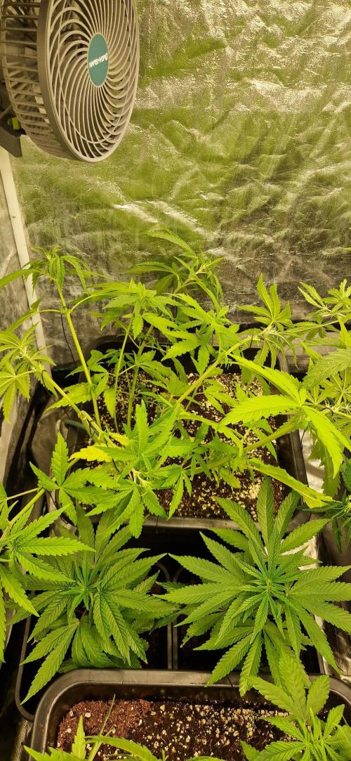 Greenhouse grow with HPS and LED. Week 6 - Bubba kush