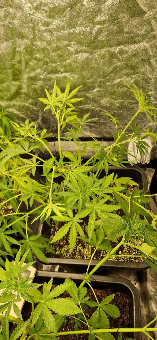 Greenhouse grow with HPS and LED. Week 6 - Permanent jealousy XL Auto