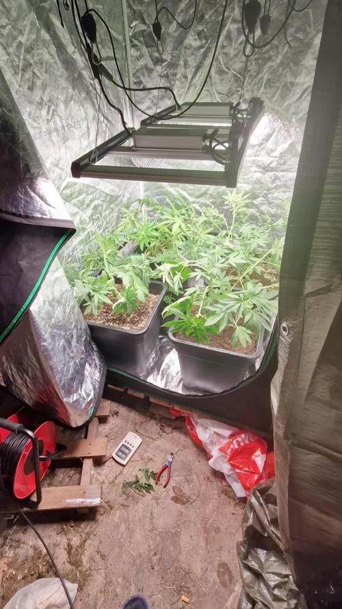 Greenhouse grow with HPS and LED