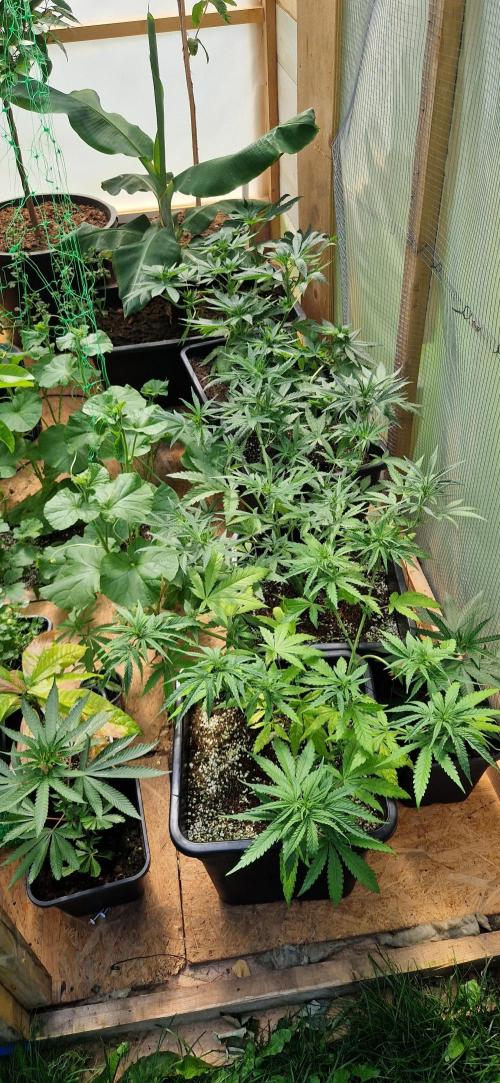 Greenhouse grow with HPS and LED. Week 7 - Day 8 of flower