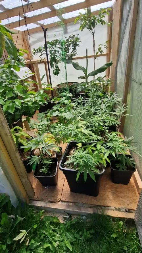 Greenhouse grow with HPS and LED