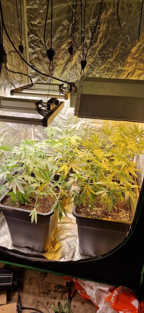 Greenhouse grow with HPS and LED. Week 7
