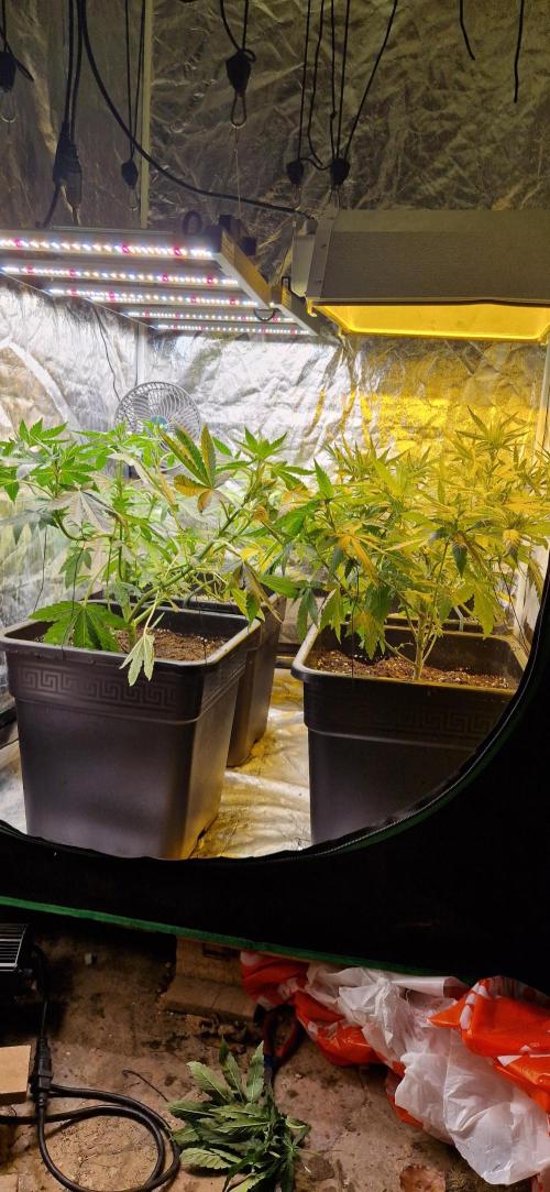 Greenhouse grow with HPS and LED. Week 7
