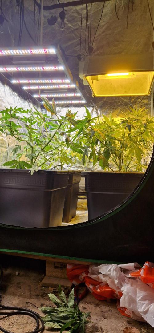 Greenhouse grow with HPS and LED. Week 7