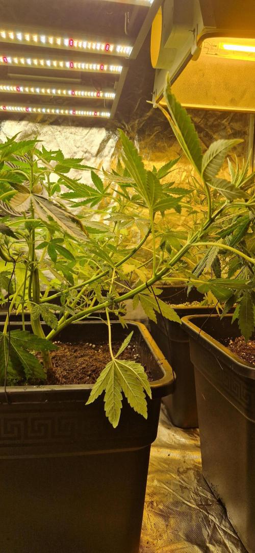 Greenhouse grow with HPS and LED. Week 7