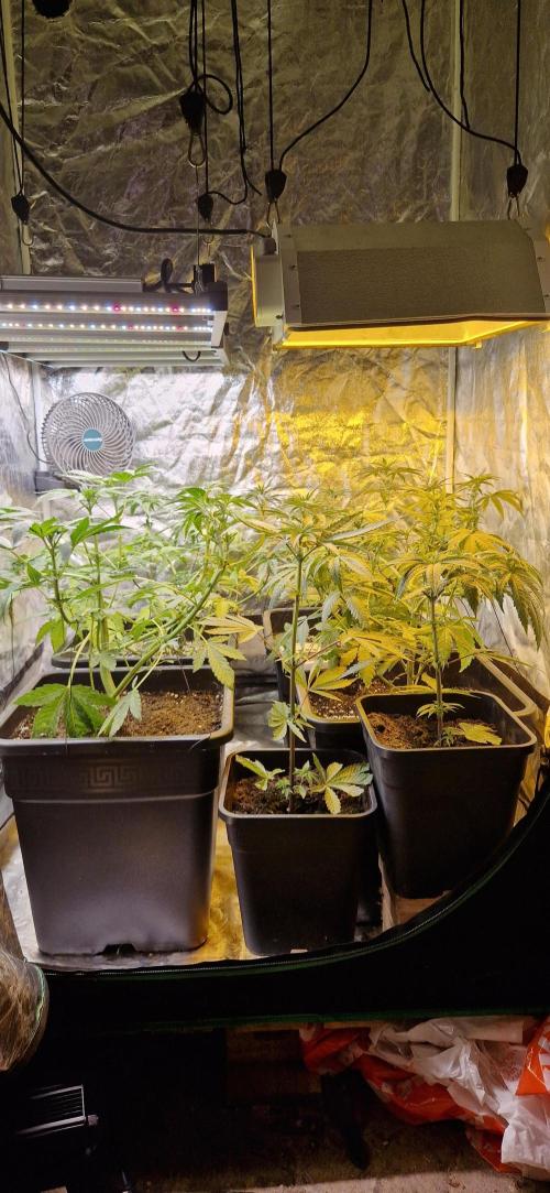 Greenhouse grow with HPS and LED. Week 7