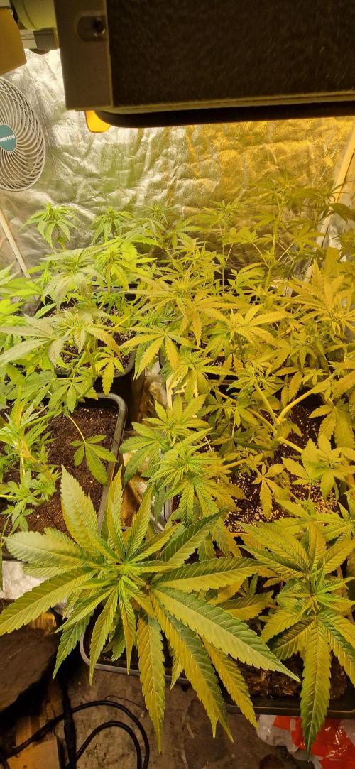 Greenhouse grow with HPS and LED. Week 7