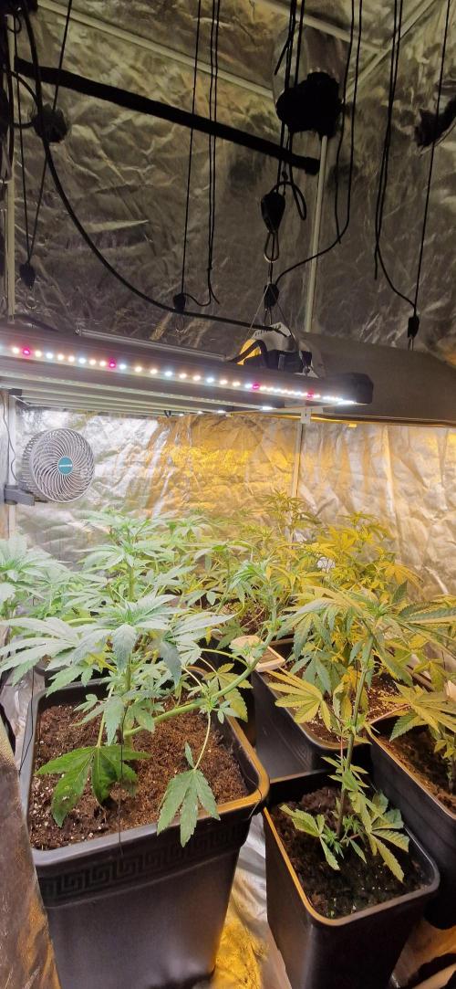 Greenhouse grow with HPS and LED. Week 7