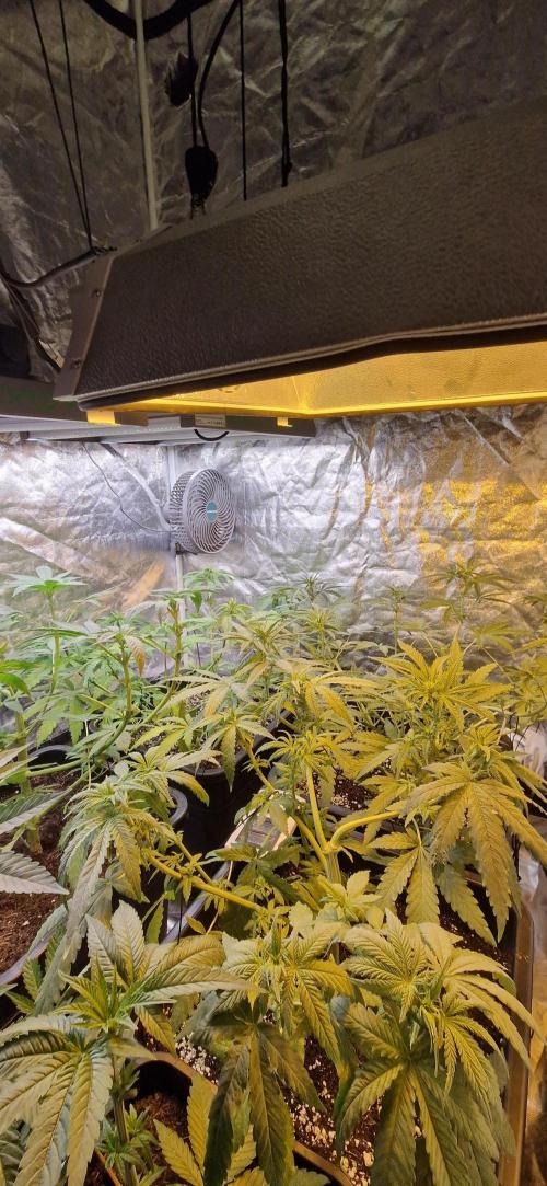 Greenhouse grow with HPS and LED. Week 7