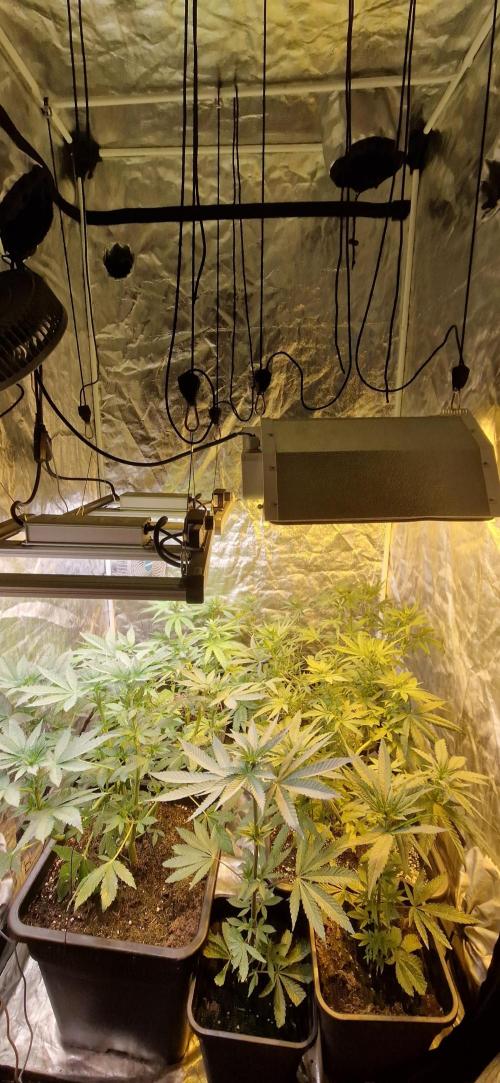 Greenhouse grow with HPS and LED. Week 7 - Day 46 from germination 