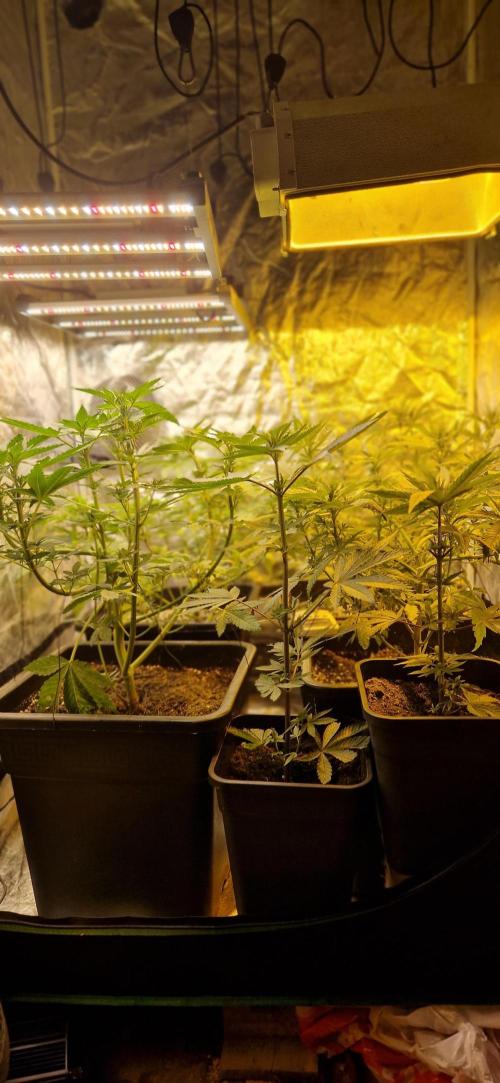 Greenhouse grow with HPS and LED. Week 7