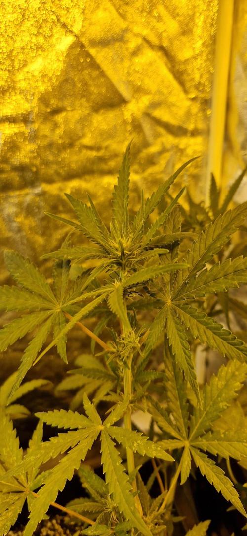 Greenhouse grow with HPS and LED. Week 7 - Day 11 of flower