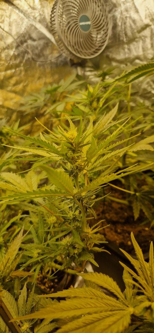 Greenhouse grow with HPS and LED. Week 8