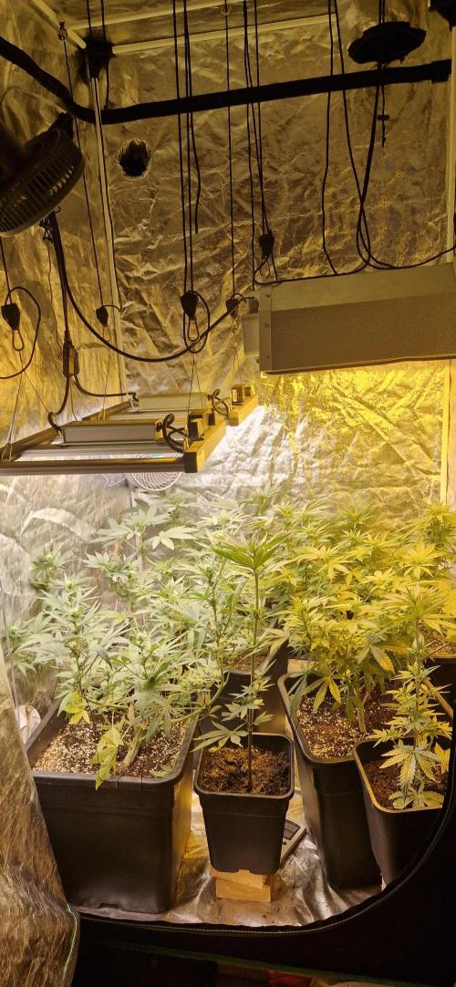 Greenhouse grow with HPS and LED. Week 8