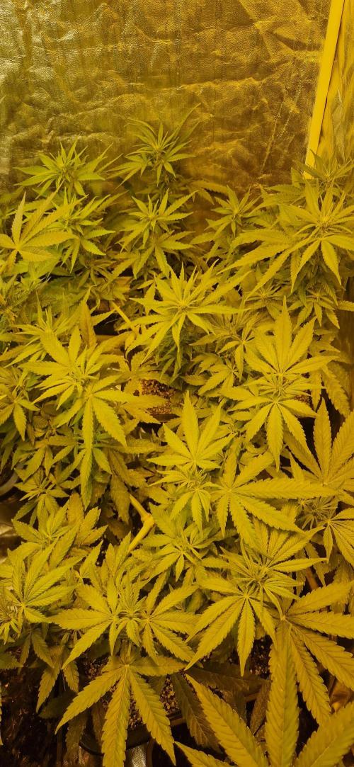 Greenhouse grow with HPS and LED. Week 8
