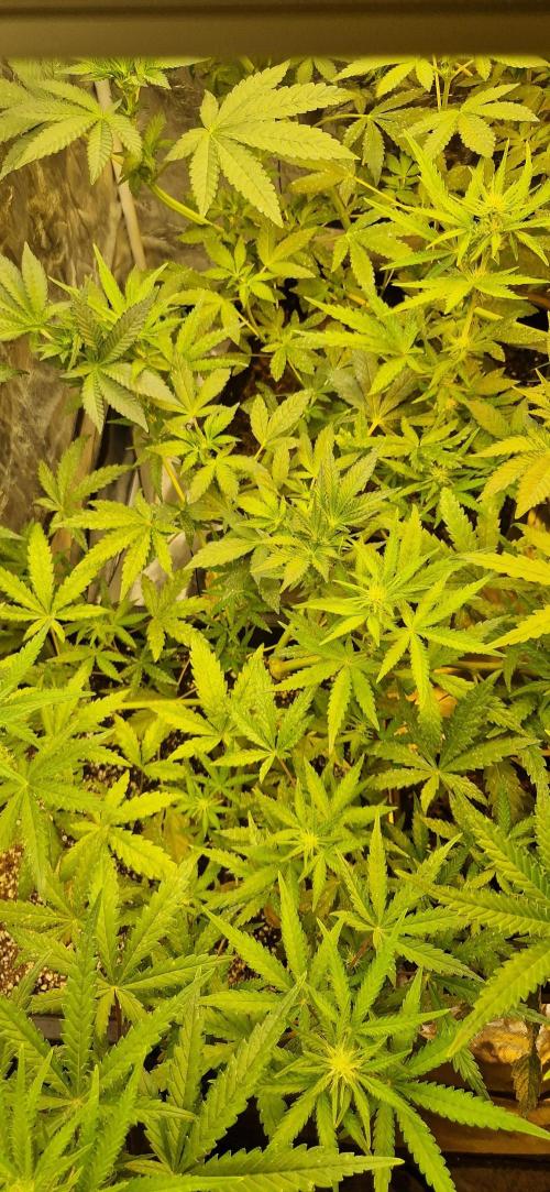 Greenhouse grow with HPS and LED. Week 8