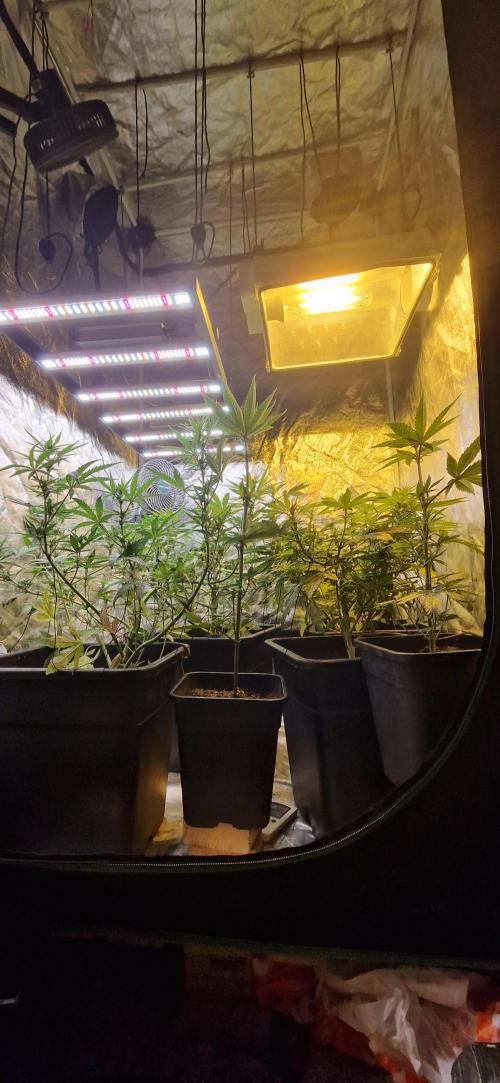 Greenhouse grow with HPS and LED. Week 8