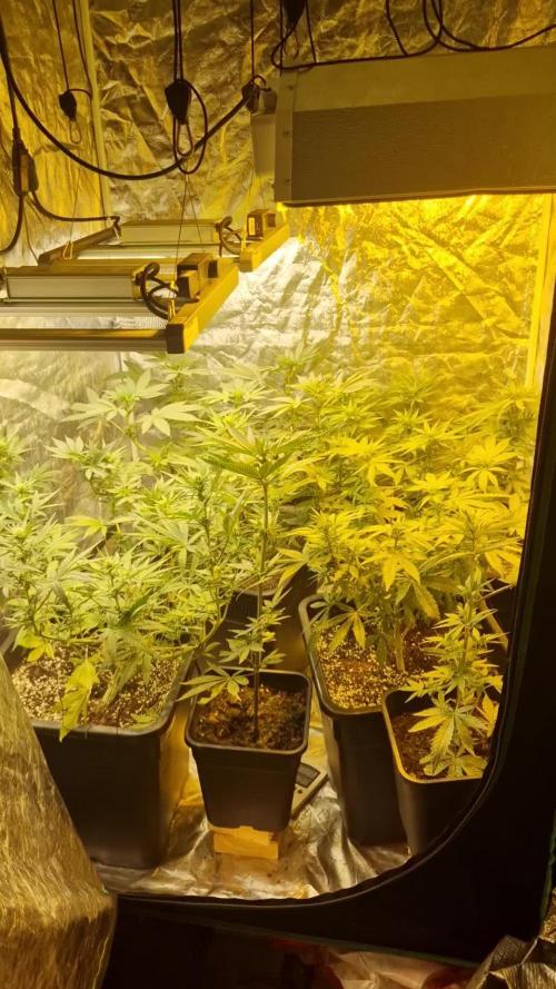 Greenhouse grow with HPS and LED