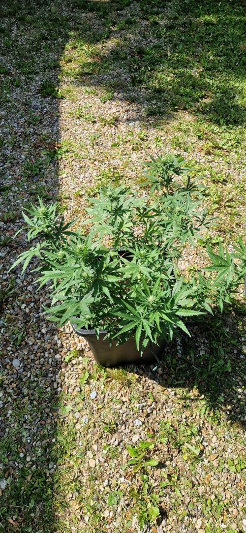 Greenhouse grow with HPS and LED. Week 8 - Permanent jealousy XL Auto 