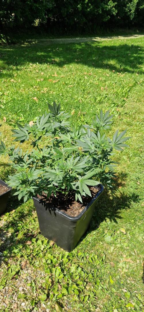 Greenhouse grow with HPS and LED. Week 8 - Lemon tree