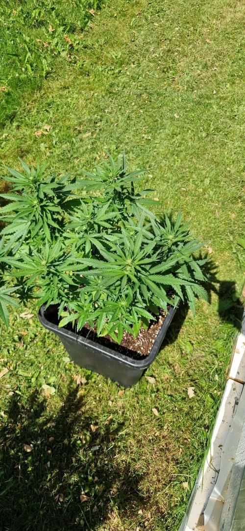 Greenhouse grow with HPS and LED. Week 8 - Bubba Kush